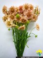 Scabiosa japonica Apricot